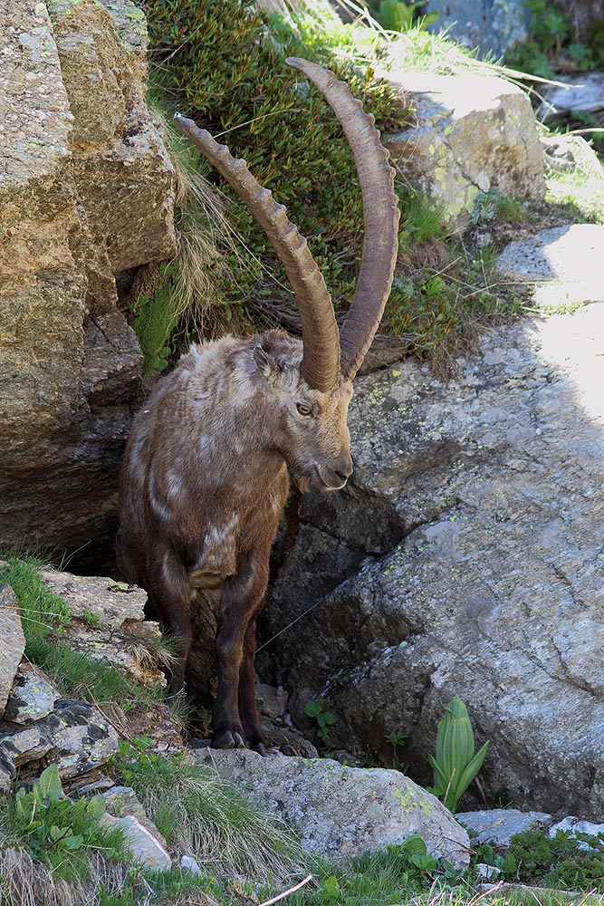 Stambecchi Gran Paradiso